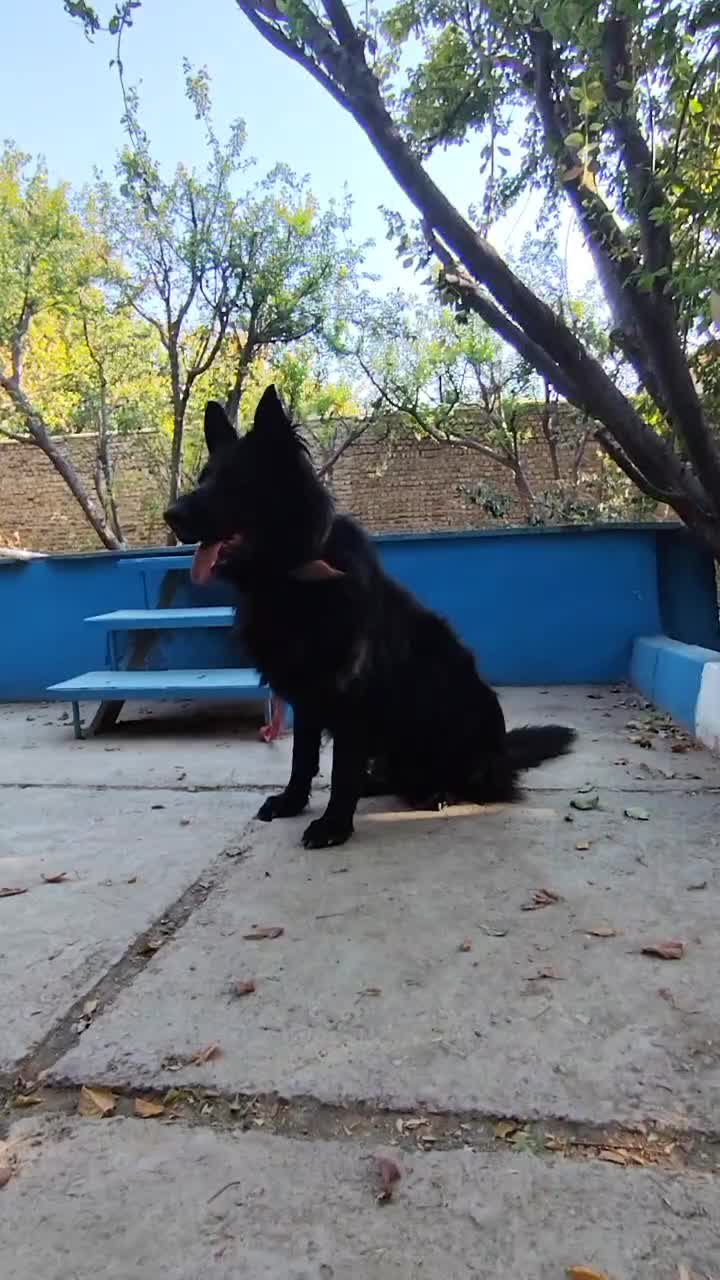 ژرمن بلک نر|سگ|ماهدشت, |دیوار