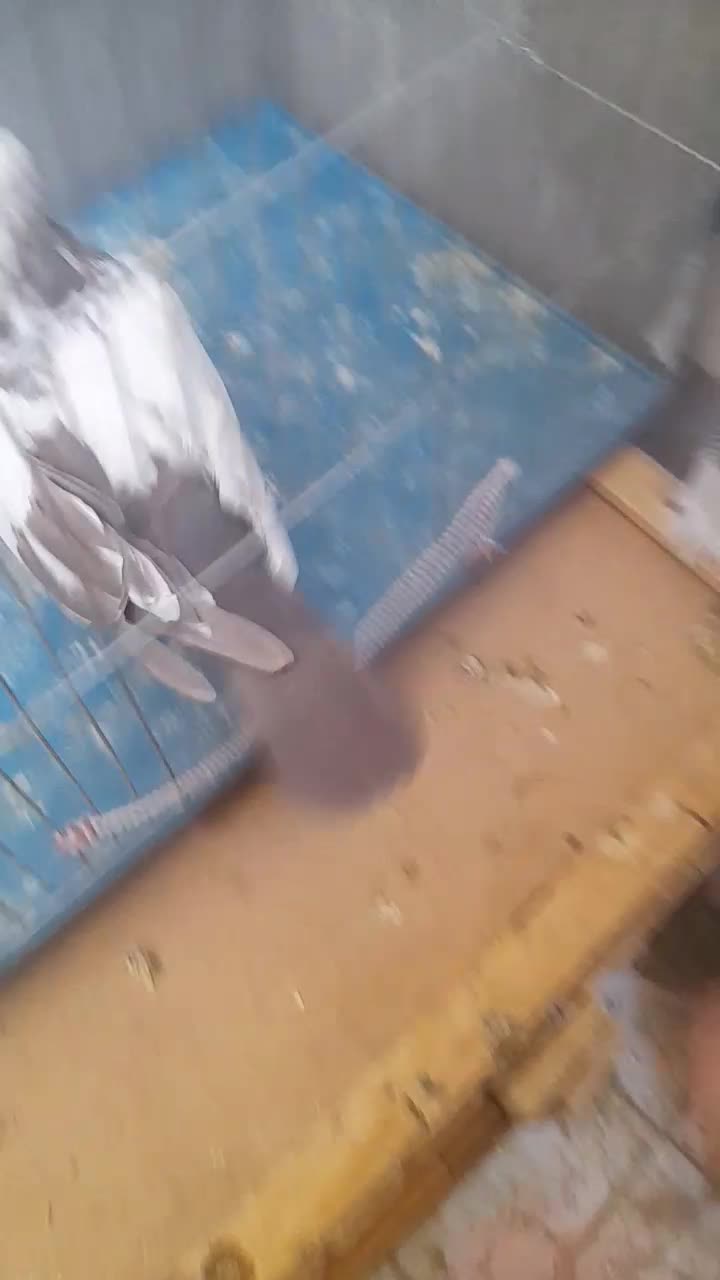 معاوضه جوجه دم سرخ با کبوتر طوقی|پرنده|بروجن, |دیوار