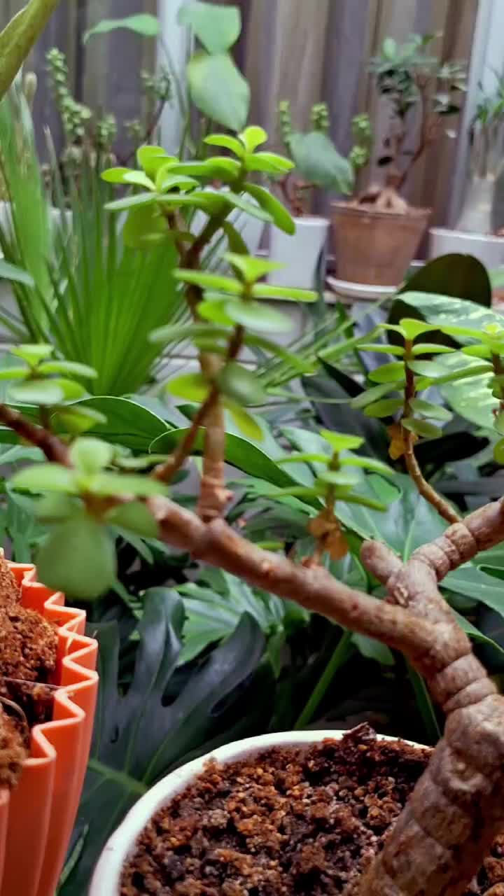 راهنمایی داوطلبانه گلهایی آپارتمانی وطبیعی|فعالیت داوطلبانه|کرمانشاه, |دیوار