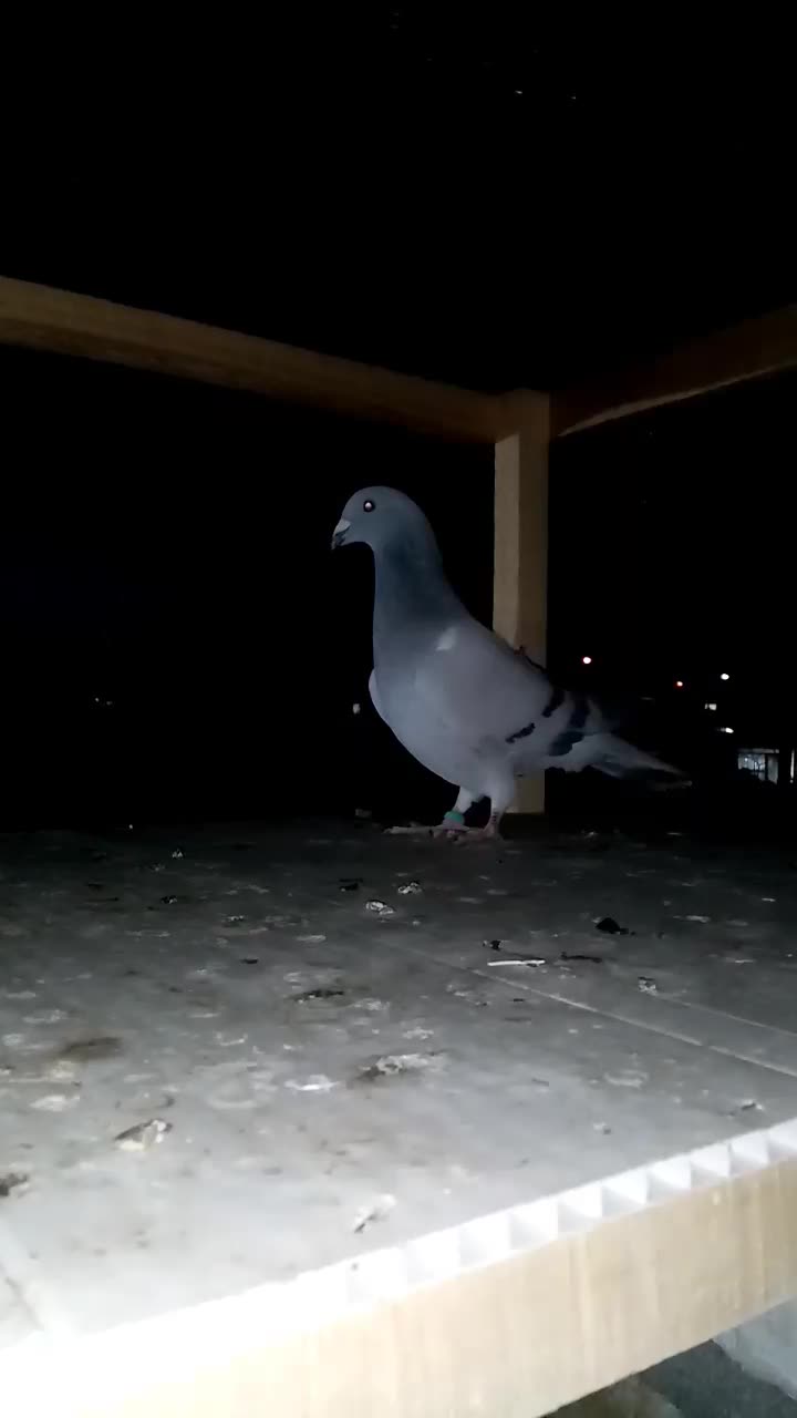 کبوتر پاکستانی|پرنده|تربت‌حیدریه, حاجی یار‎|دیوار