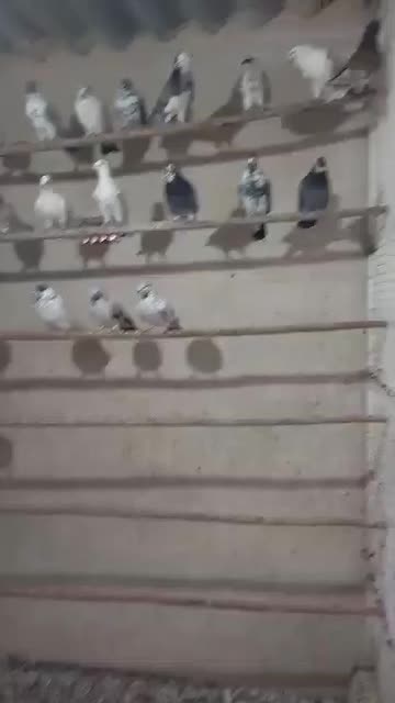 کبوتر بارجدیدرسید|پرنده|کوهدشت, |دیوار