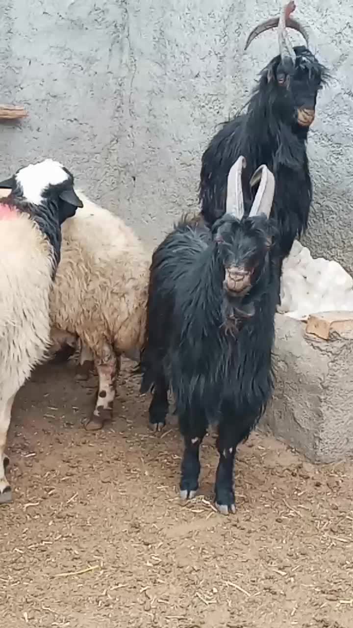 نربزدوساله گوش برنجی شاخ انبری. قوچ  تخمی سه ساله|حیوانات مزرعه|خمین, |دیوار