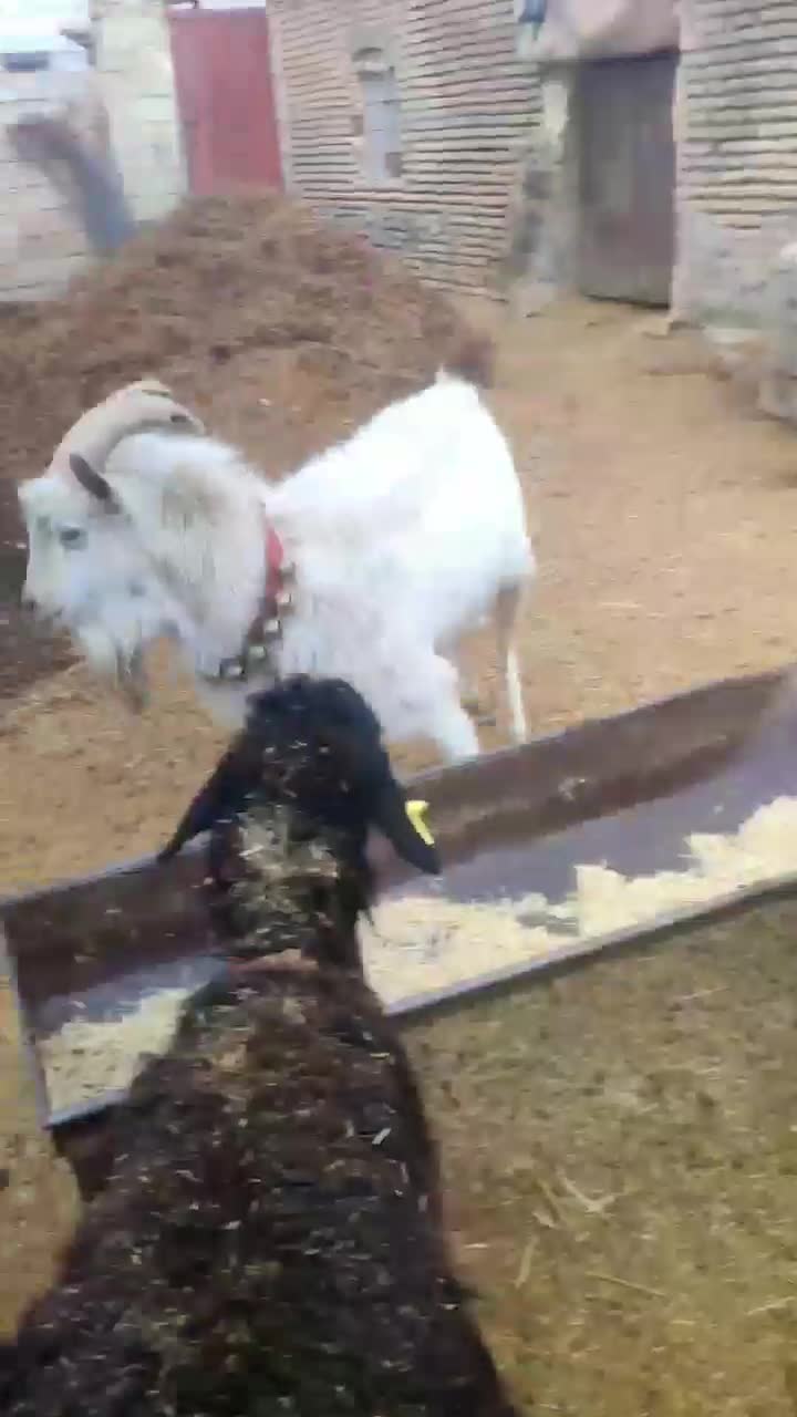 دبر|حیوانات مزرعه|شیدا, |دیوار