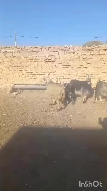 کولار بز آبستن و کهره نر چاق|حیوانات مزرعه|مرودشت, پشت سایپا|دیوار