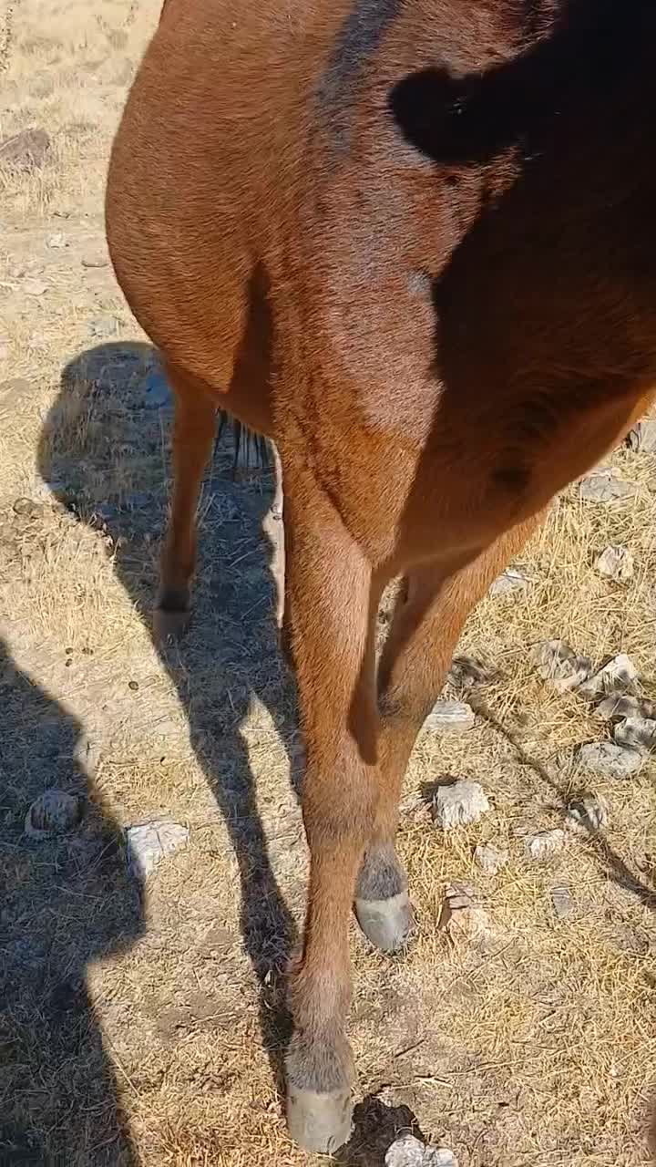 قاطر۱۵ماهه|اسب و تجهیزات اسبسواری|انگوران, |دیوار