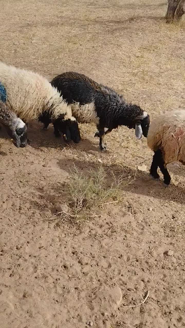 50راس میش ابس جوان قیمت دونه 15ملیون|حیوانات مزرعه|یزدان شهر, |دیوار
