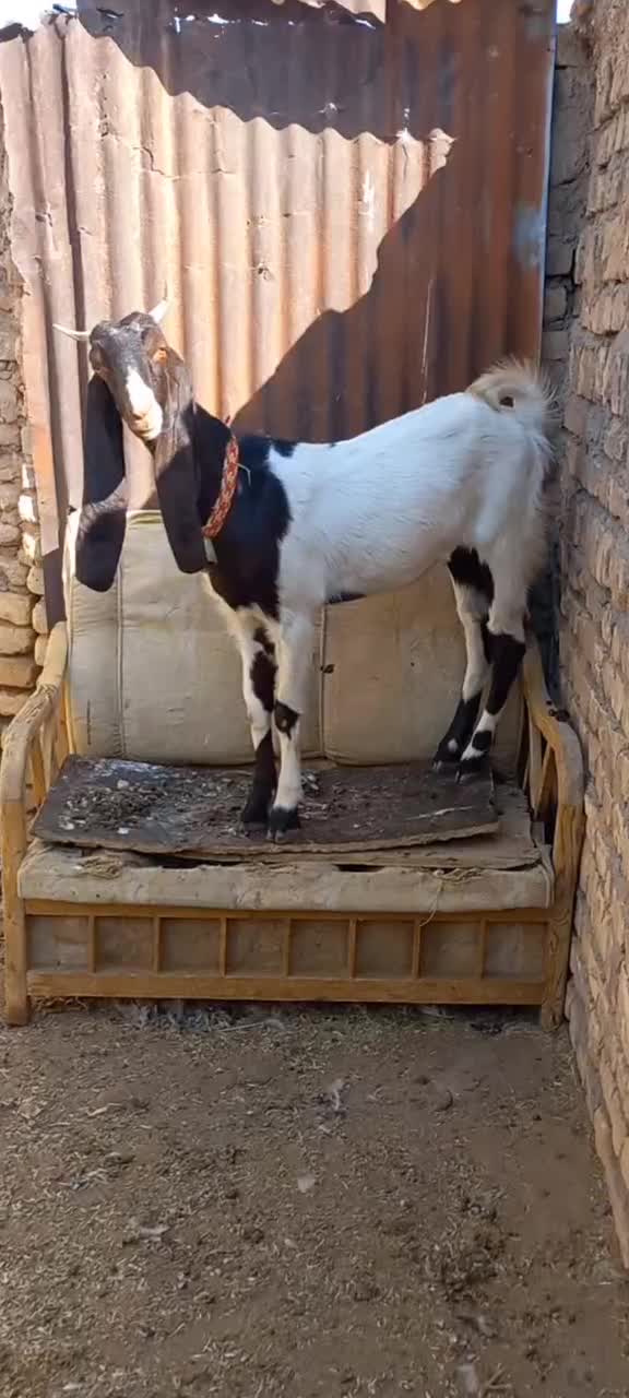 بزغاله ماده پاکستانی پتیری بز|حیوانات مزرعه|کاشمر, |دیوار