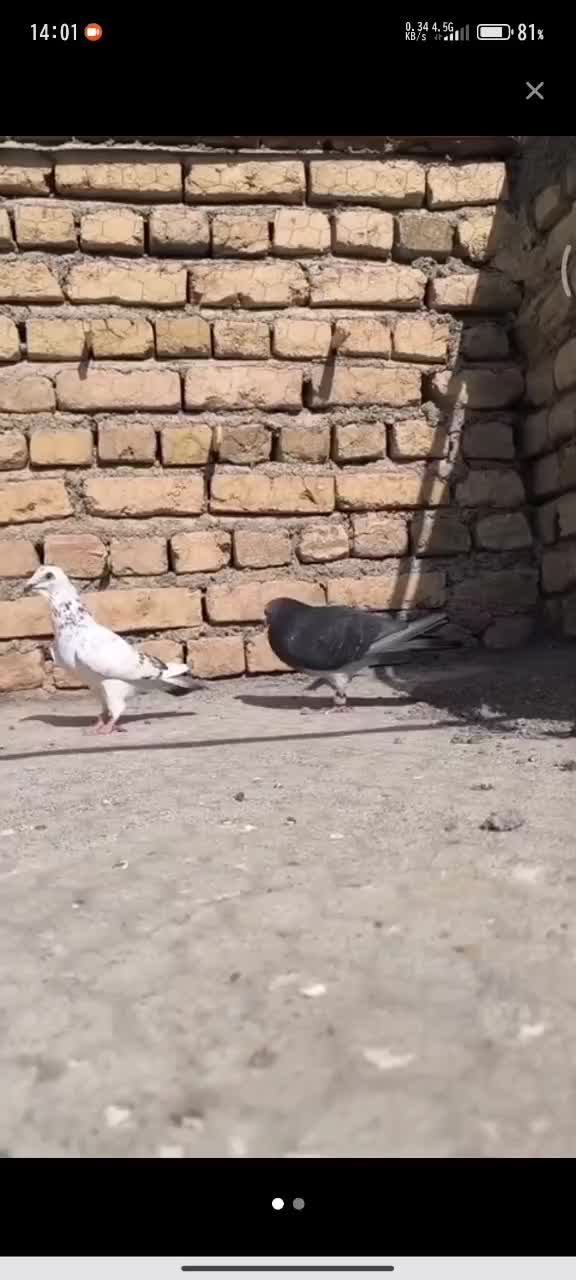 چاپی نر|پرنده|مشهد, امیریه|دیوار