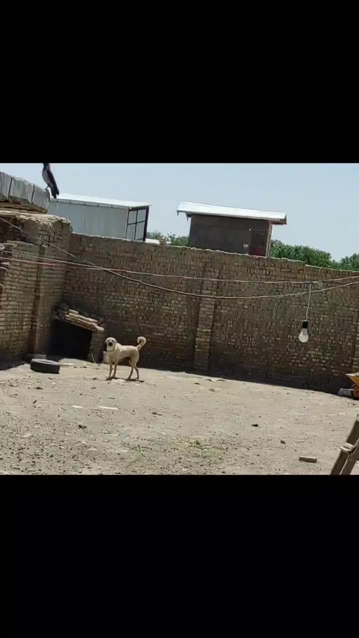 سگع پژدر|سگ|ملایر, |دیوار