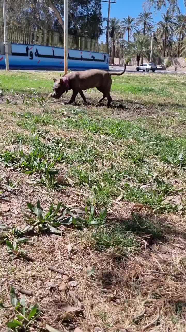 سگ پیت بول حرفه ای|سگ|بم, |دیوار