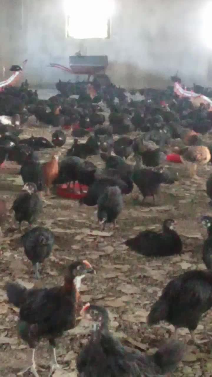 جوجه فروشی|حیوانات مزرعه|تربتحیدریه, پائین ولایت|دیوار