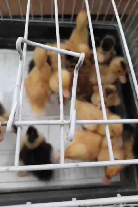 جوجه اردک در همه رنگ به صورت تک  جوجه مرغ وارداتی|حیوانات مزرعه|تهران, نیروی هوایی (پیروزی)|دیوار