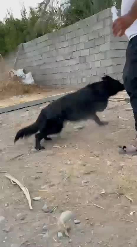 ژرمن بلک کلاس A|سگ|جیرفت, |دیوار