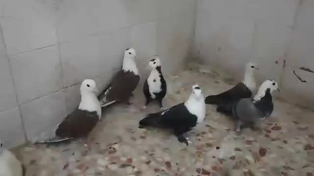 طوقی ومخمل پلاکی|پرنده|شیراز, ارم|دیوار