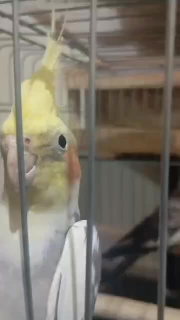 عروس هلندی نر|پرنده|پرند, فاز ۶|دیوار