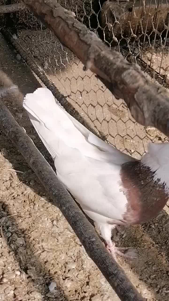 ماده طوقی|پرنده|پیر بکران, |دیوار