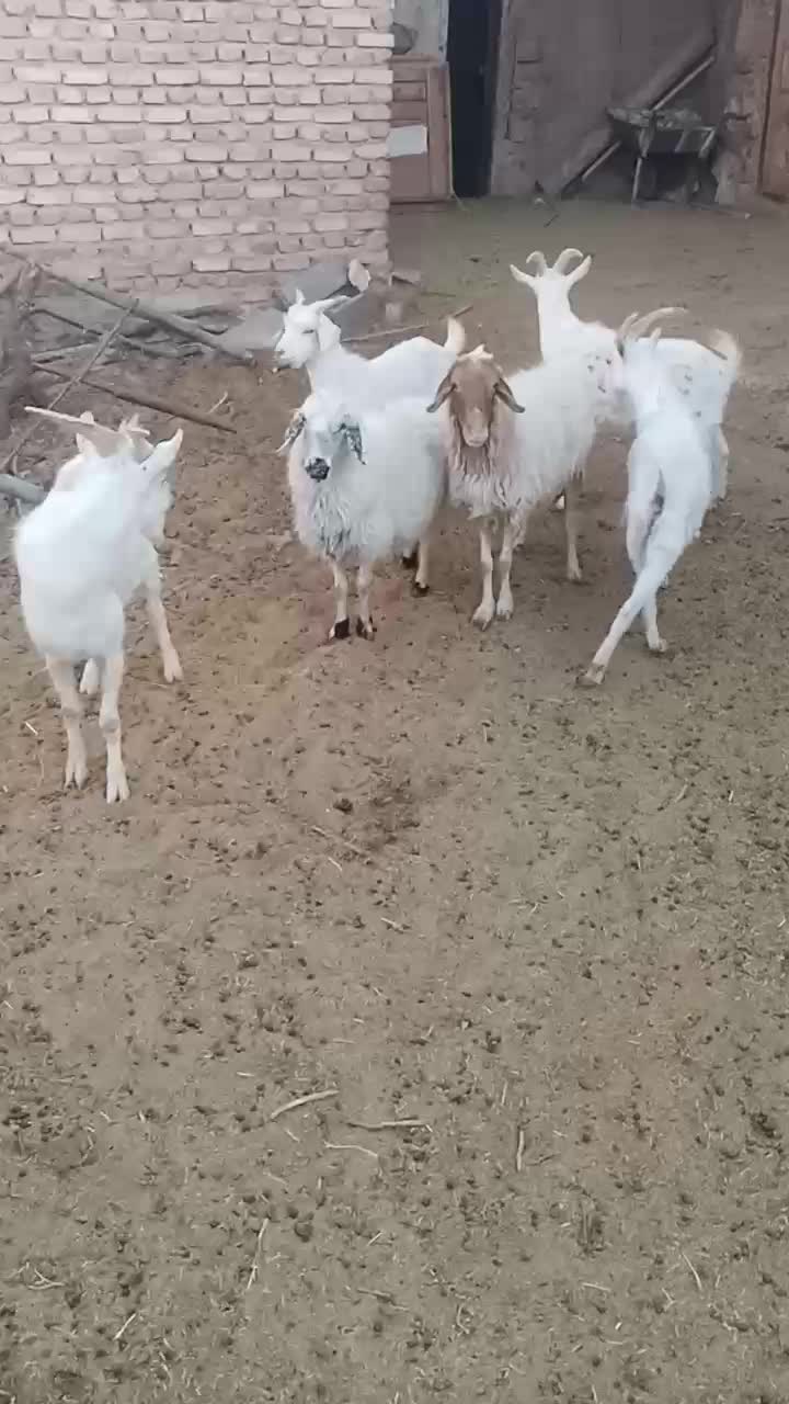 بز درگ درجه یک و۵عدد بزغاله نر سانن ۲عدد میش|حیوانات مزرعه|سرایان, |دیوار