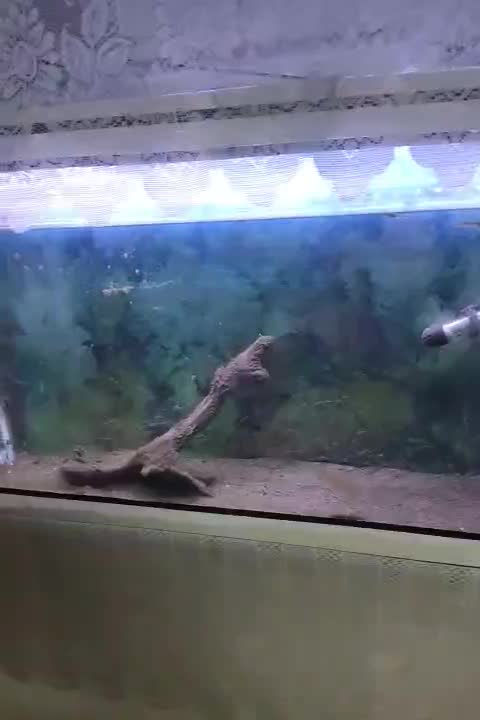 آکواریوم|ماهی|رشت, سلیمانداراب|دیوار