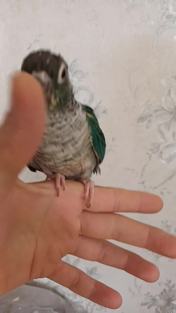 گرینچیک|پرنده|همدان, |دیوار