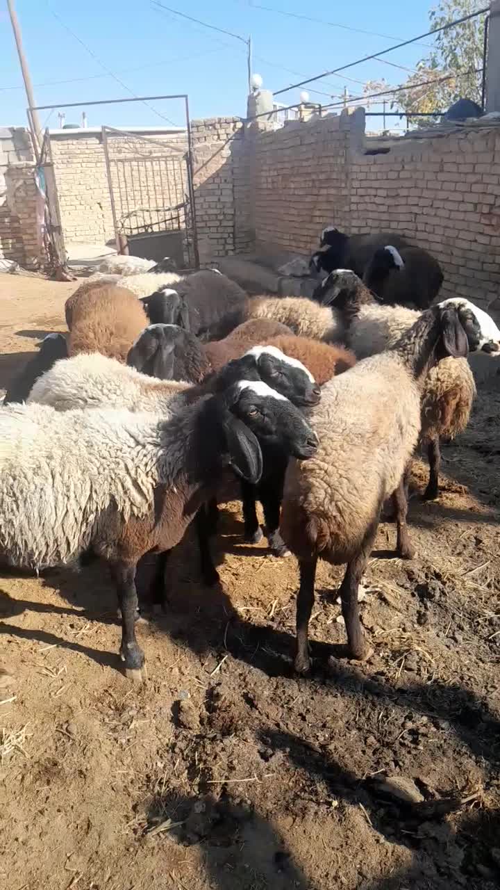 ۱۰رس میش شیشک|حیوانات مزرعه|اسفرورین, |دیوار