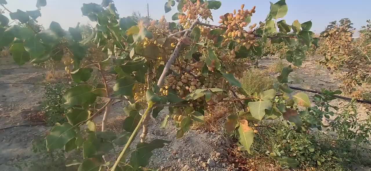فروش باغ پسته  واقع در روستای مهارلو|فروش دفتر صنعتی، کشاورزی، تجاری|کوهنجان, |دیوار