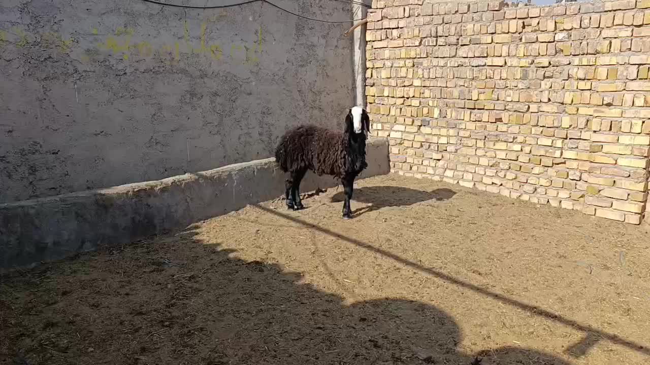 بره قوچ سیاه شال|حیوانات مزرعه|تاکستان, |دیوار