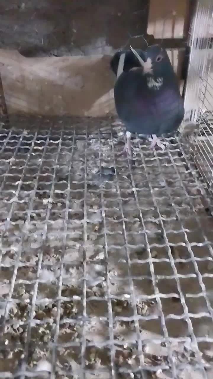 نروماده سیاه پلنگ خوشکل|پرنده|بردسیر, |دیوار