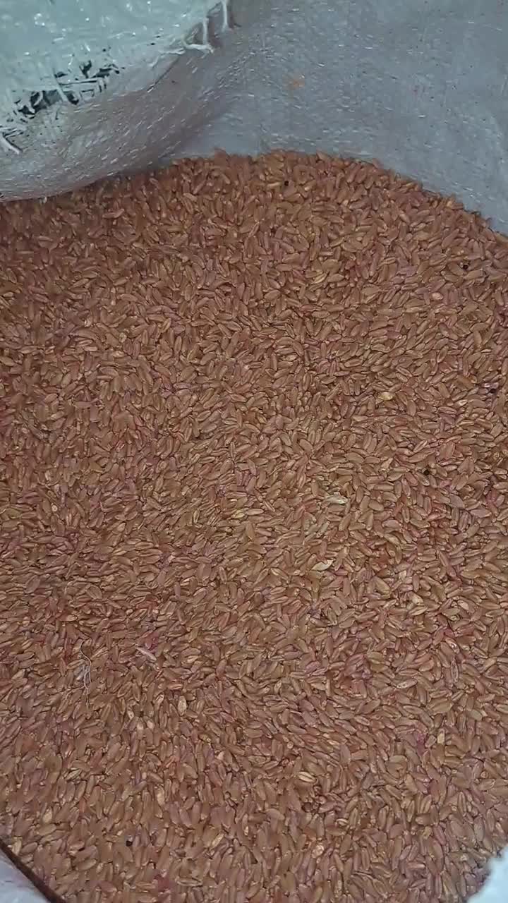 گندم بیرنگ|خوردنی و آشامیدنی|دشت ذهاب, |دیوار