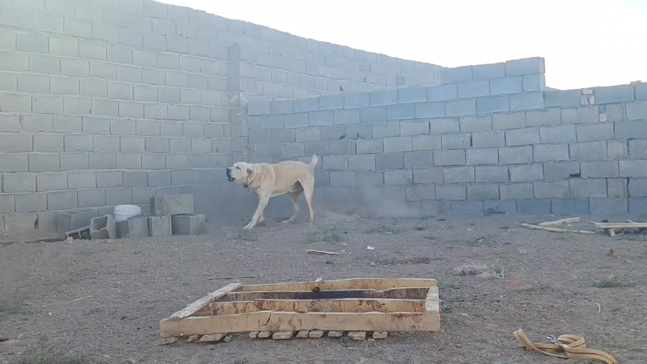 سگ الابای سفید|سگ|اصفهان, فرودگاه|دیوار