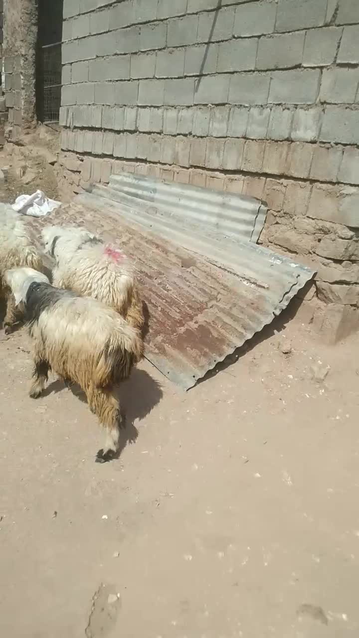 بره نر و ماده|حیوانات مزرعه|مسجد سلیمان, |دیوار