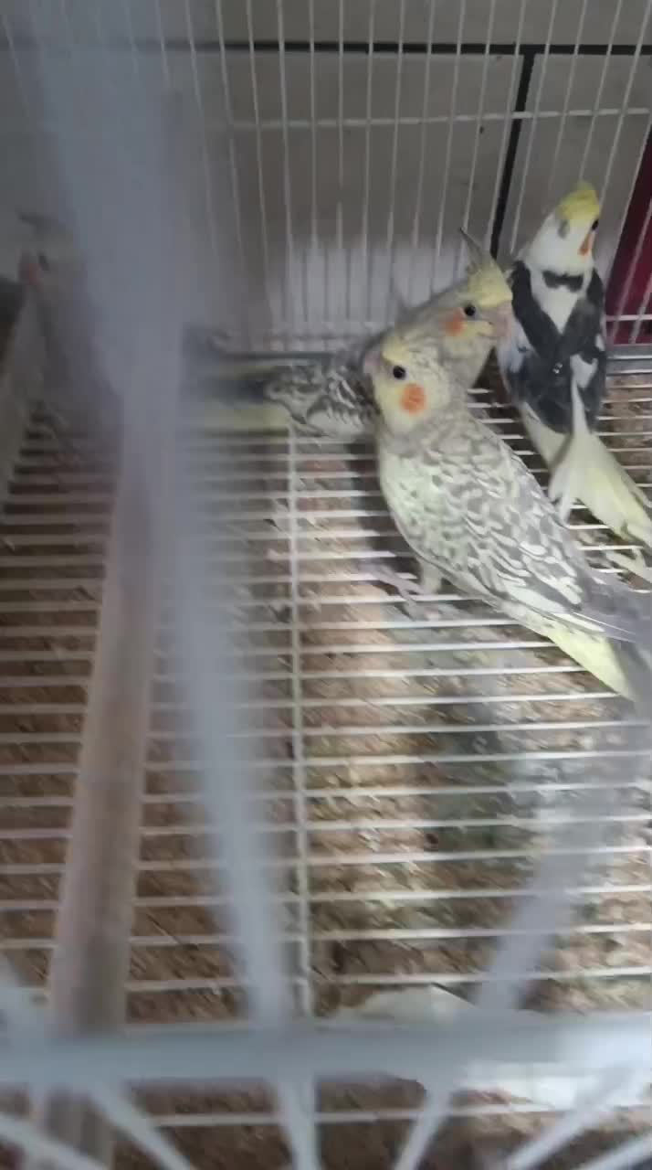 جوجه عروس تازه دونه خور|پرنده|فیروزآباد (فارس), |دیوار