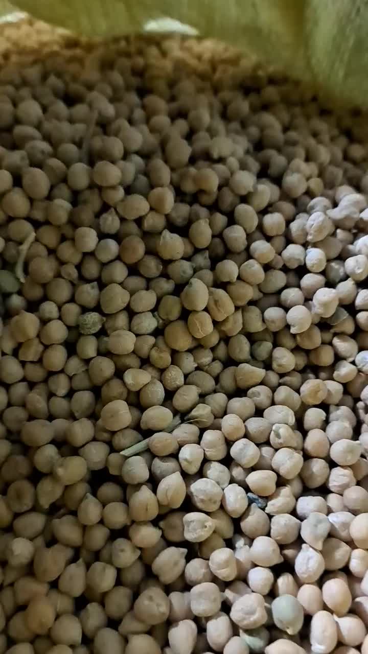 نخود دیم|خوردنی و آشامیدنی|نیشابور, شهید بهشتی|دیوار