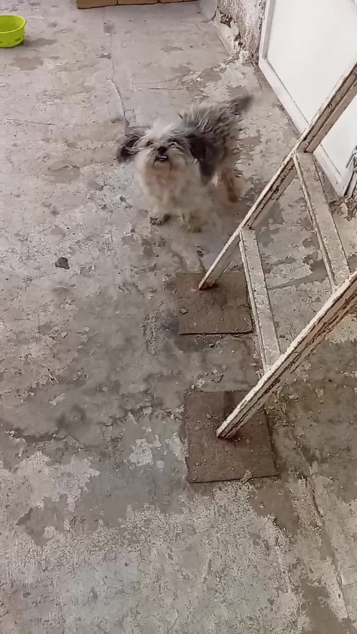 سگ ماده شیتزو 8ماهه|سگ|چهارباغ, |دیوار