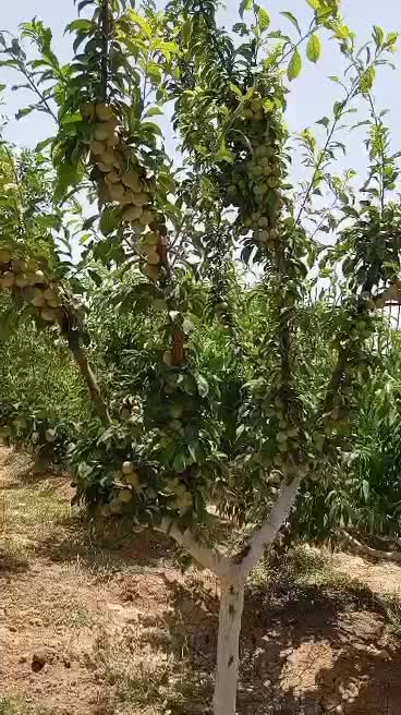 باغ ویلا زرندیه|فروش خانه و ویلا|زاویه, |دیوار