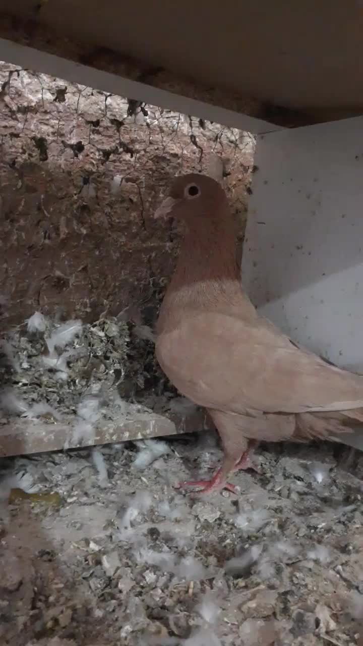 کفتر زرد|پرنده|تایباد, |دیوار