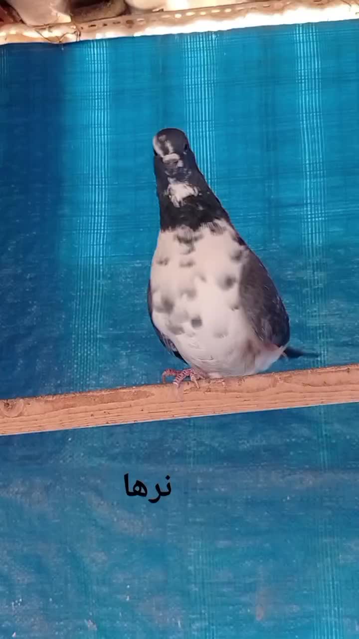 کبوتر پرشی|پرنده|تهران, باغ خزانه|دیوار