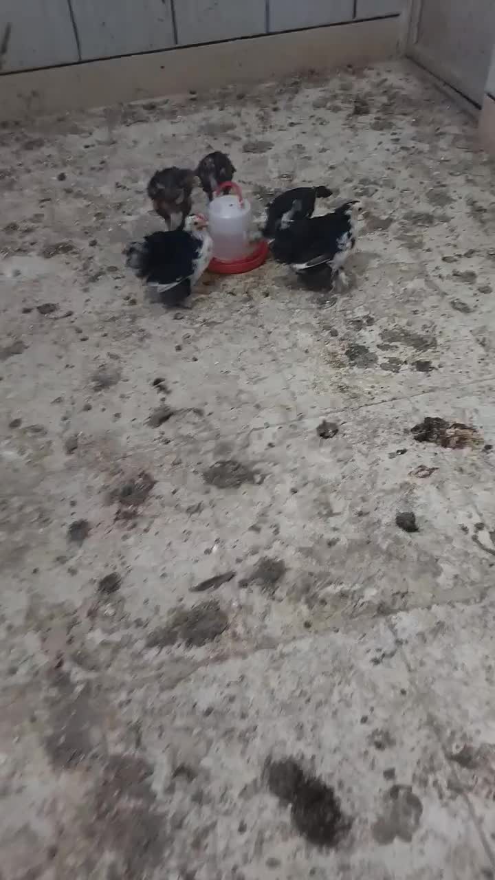 تخممرغ لاری|حیوانات مزرعه|گرگان, |دیوار