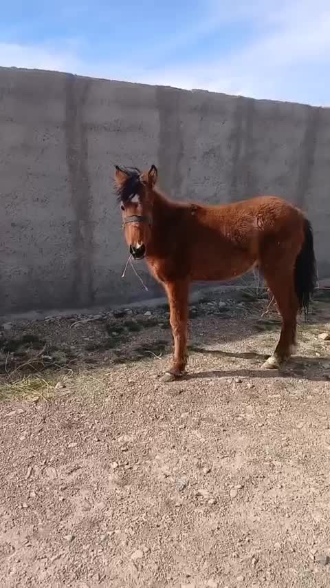 0000|اسب و تجهیزات اسبسواری|خنداب, |دیوار