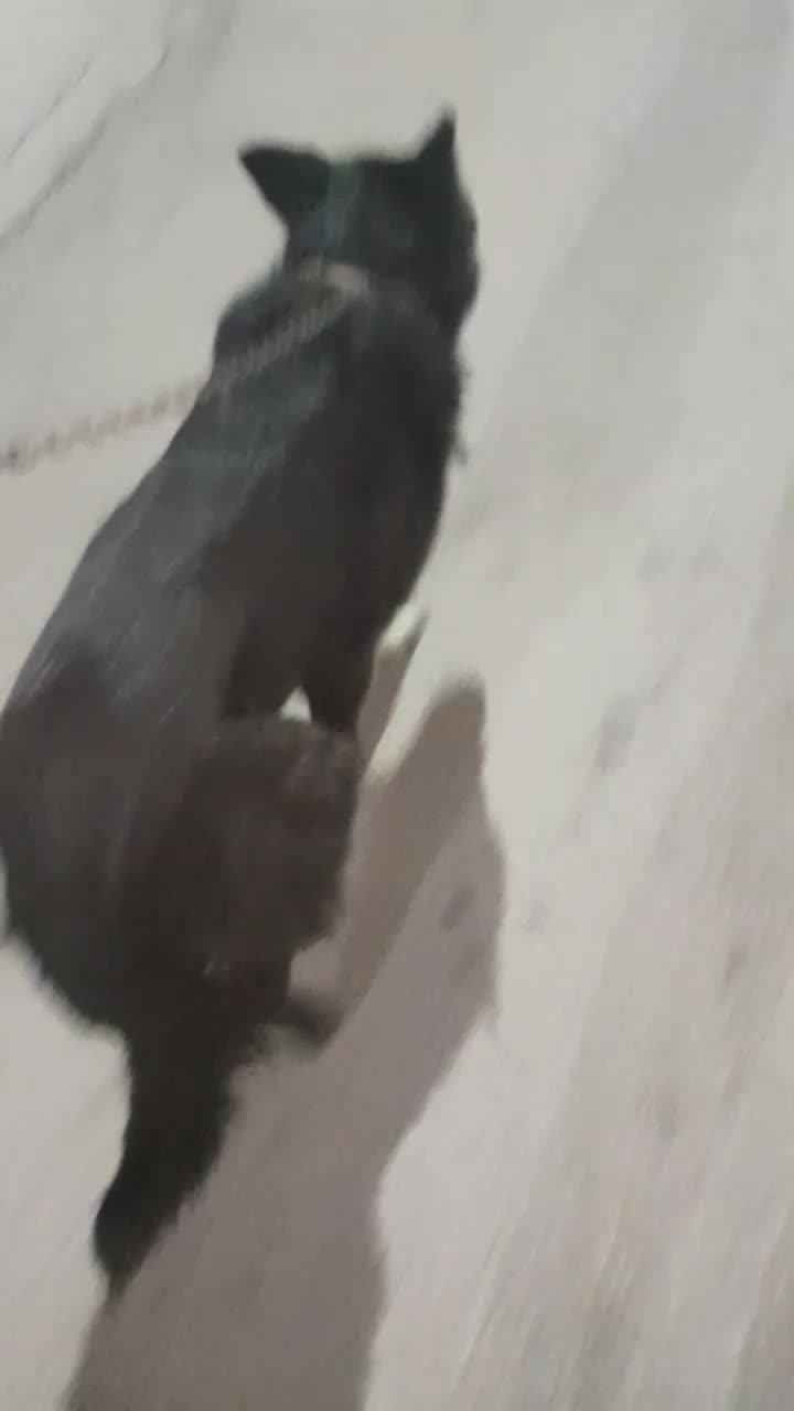 سگ گرگی|سگ|دزفول, |دیوار