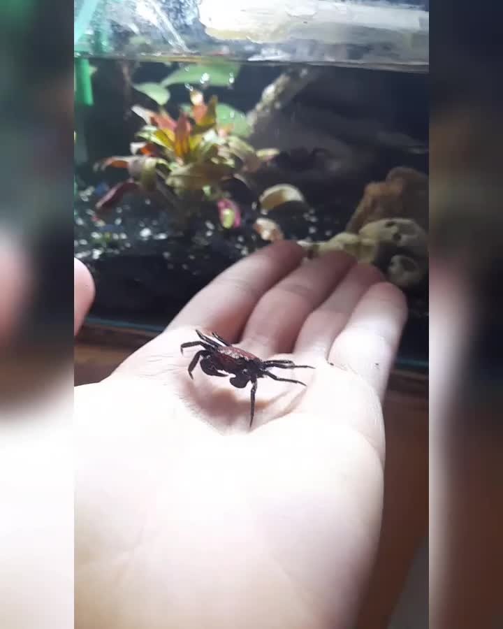 خرچنگ ومپایر|خزنده|فردیس, فردیس|دیوار