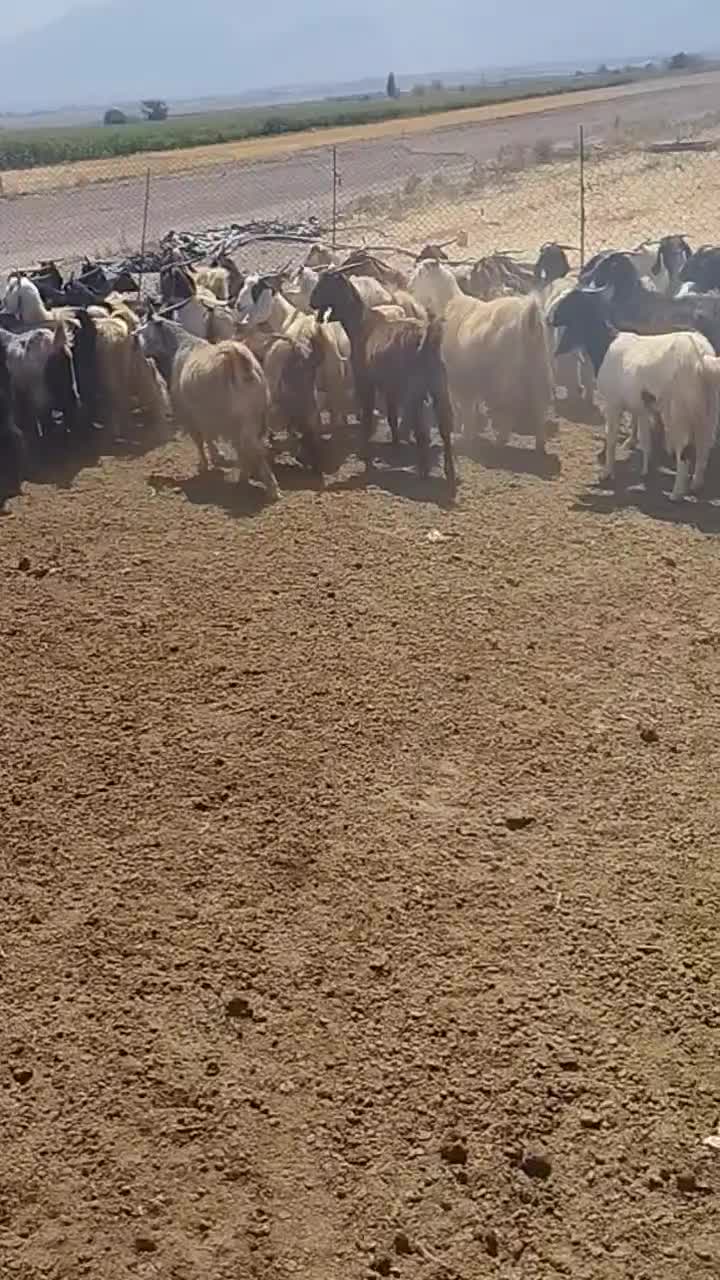 گله بزداشتی|حیوانات مزرعه|کوار, |دیوار