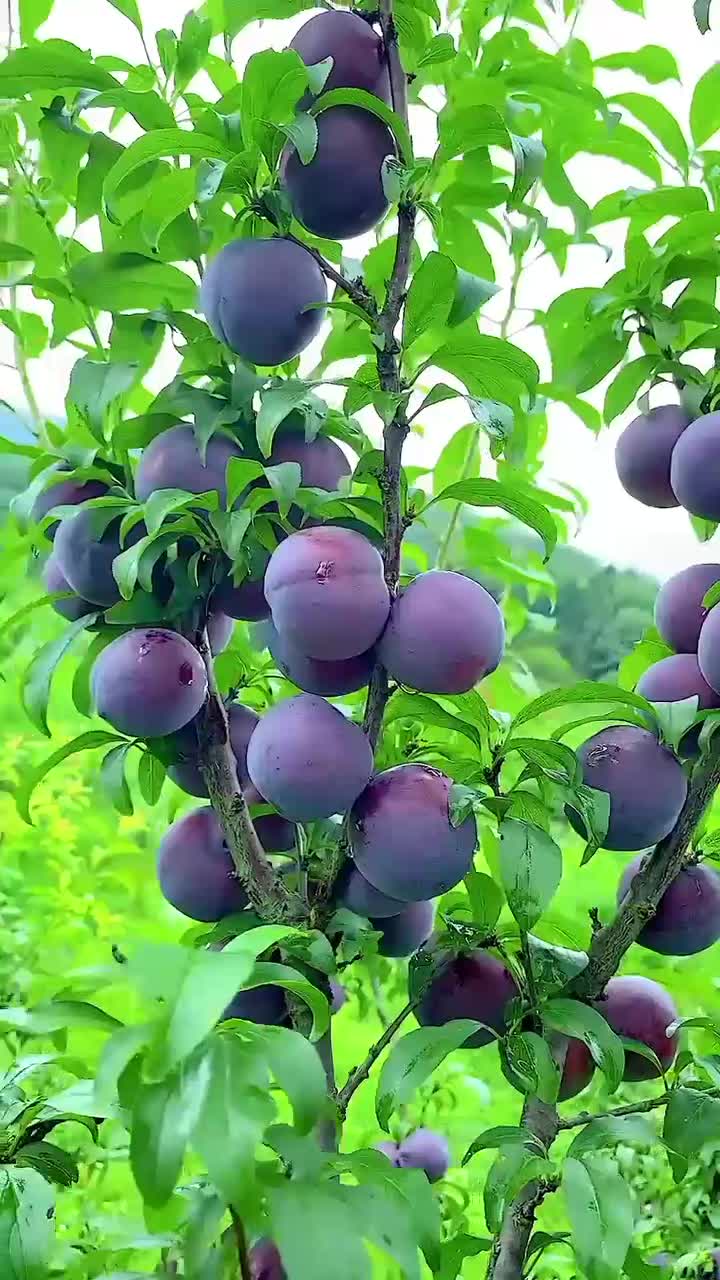 فروش نهال آلو کالیفرنیا آمریکای یا پفکی بازار پسند|خدمات باغبانی و درختکاری|تهران, اقدسیه|دیوار