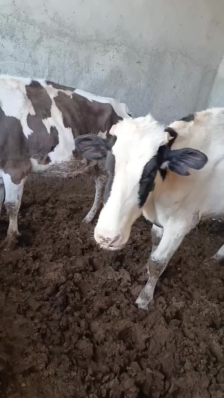 گاو زایده با گوساله|حیوانات مزرعه|مود, |دیوار