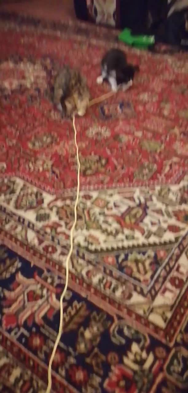 بچه گربه|گربه|ارومیه, |دیوار