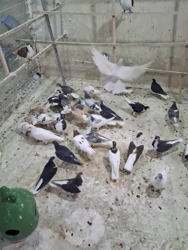 کفتر شهرستانی|پرنده|قم, شهدا|دیوار