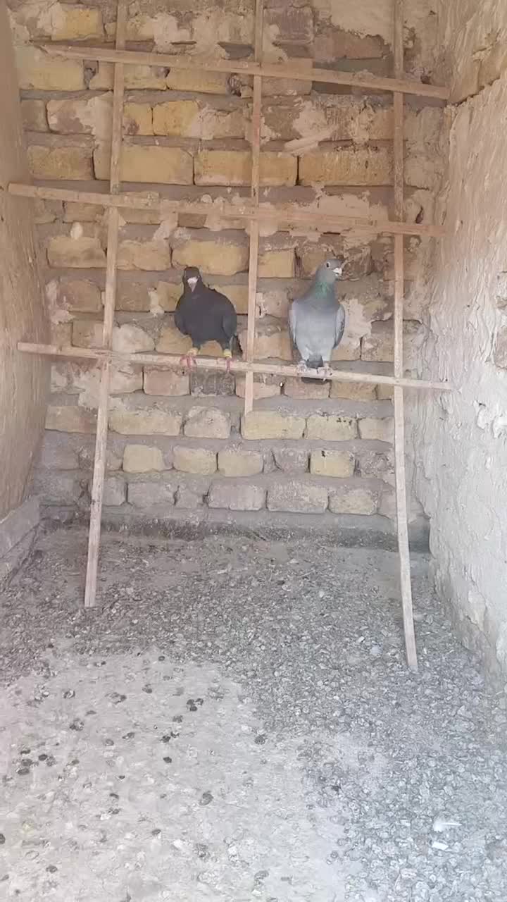 کفتر|پرنده|تاکستان, |دیوار