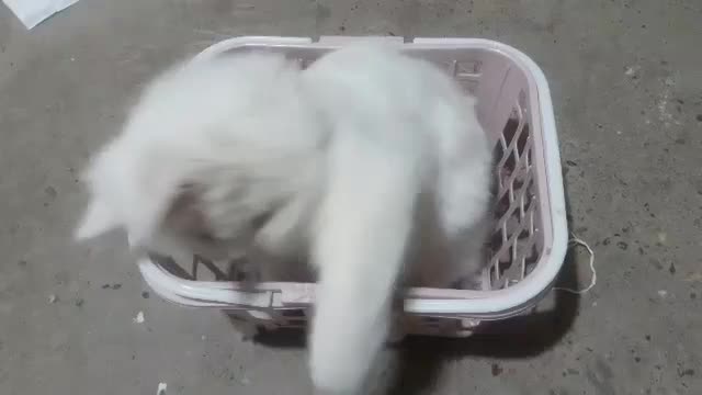 گربه پرشین|گربه|ارومیه, |دیوار