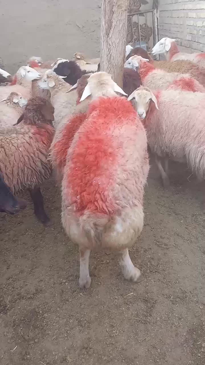 بره|حیوانات مزرعه|تایباد, |دیوار