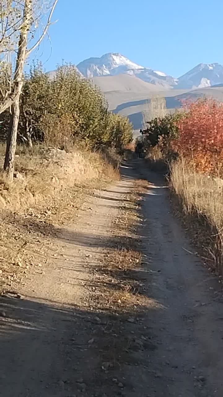 مادیان کرد|اسب و تجهیزات اسبسواری|مشگین شهر, |دیوار