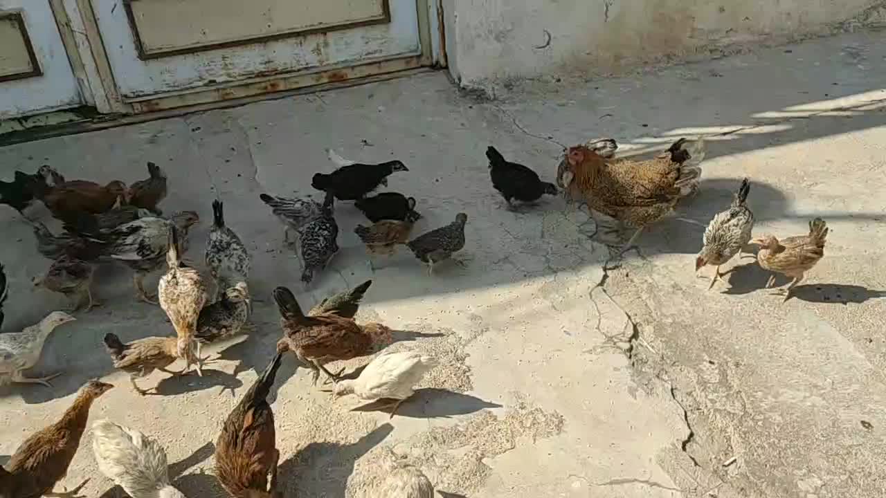 نیمچه مرغ و خروس،|حیوانات مزرعه|شوشتر, |دیوار